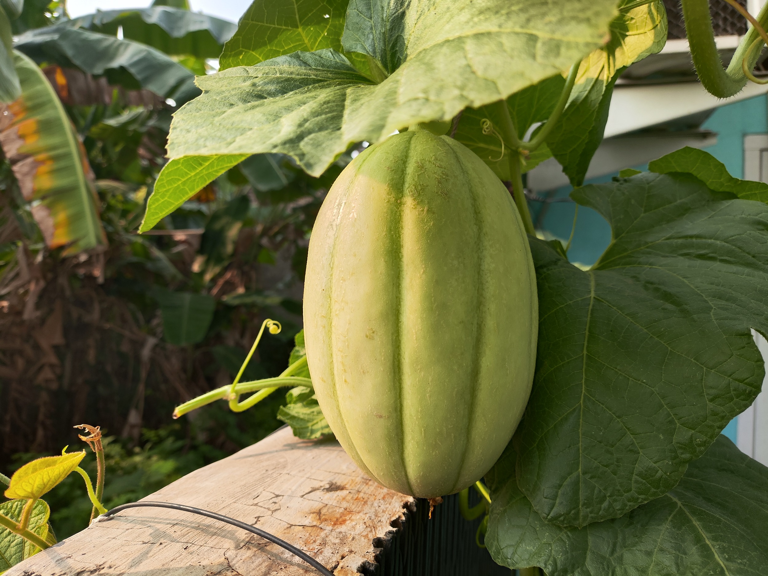 Melon Sweet Net dalam proses pematangan