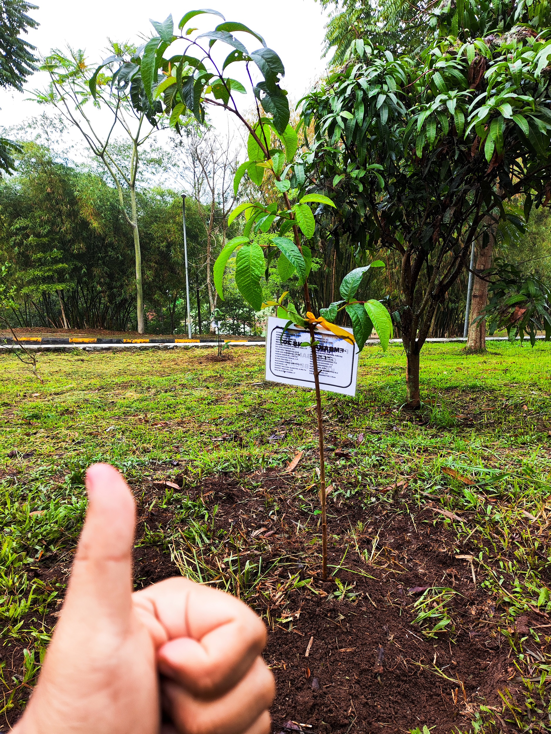 Bibit jambu biji berhasil ditanam