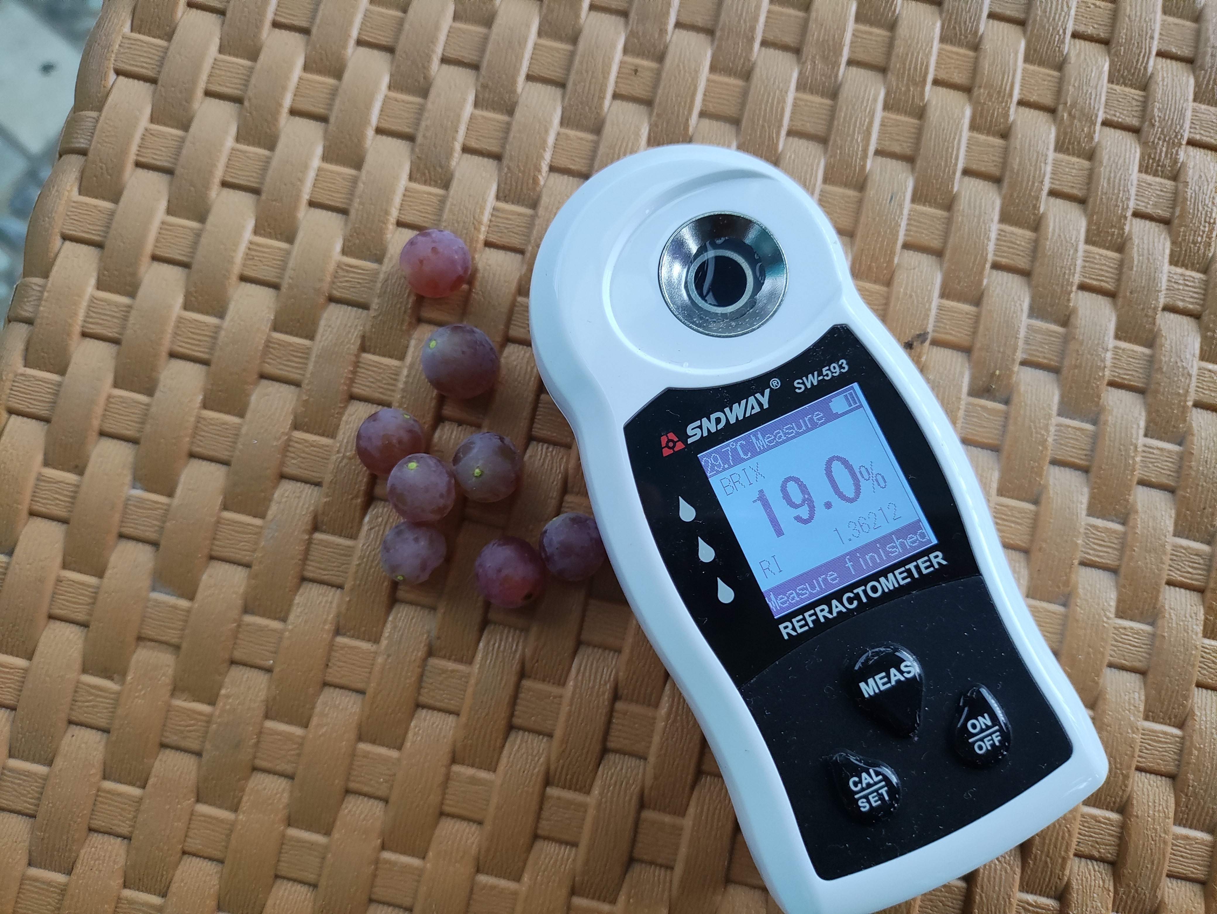 Tingkat kemanisan anggur Aroma Delight mencapai 19 Brix