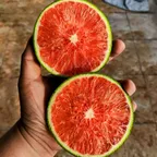 Jeruk Navel Cara Cara