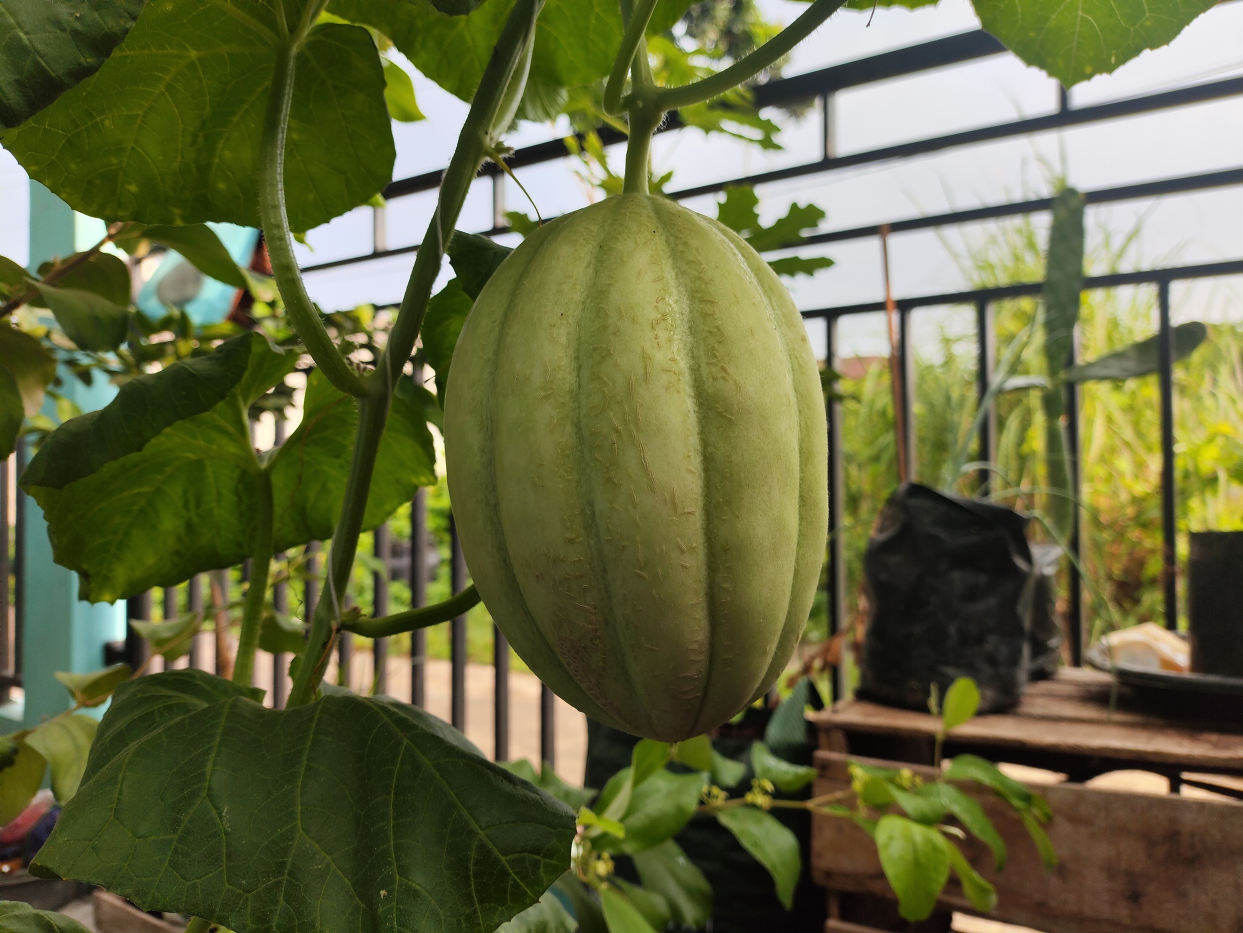 Melon_Sweet_Net