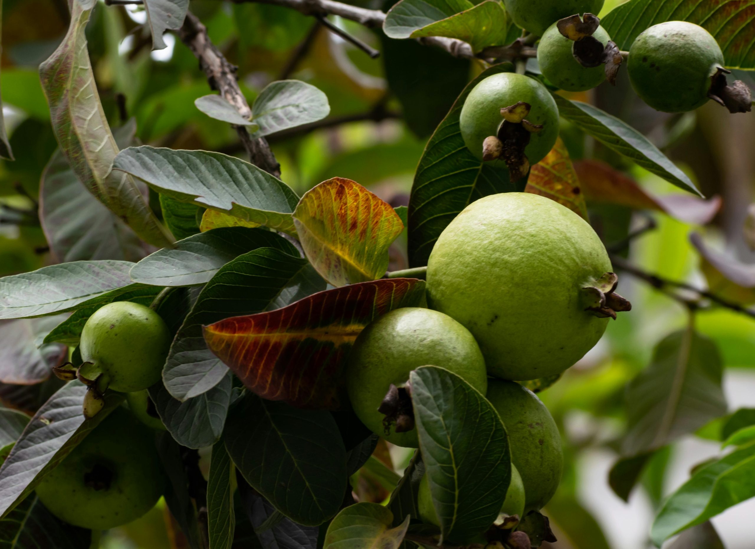 Psidium_guajava