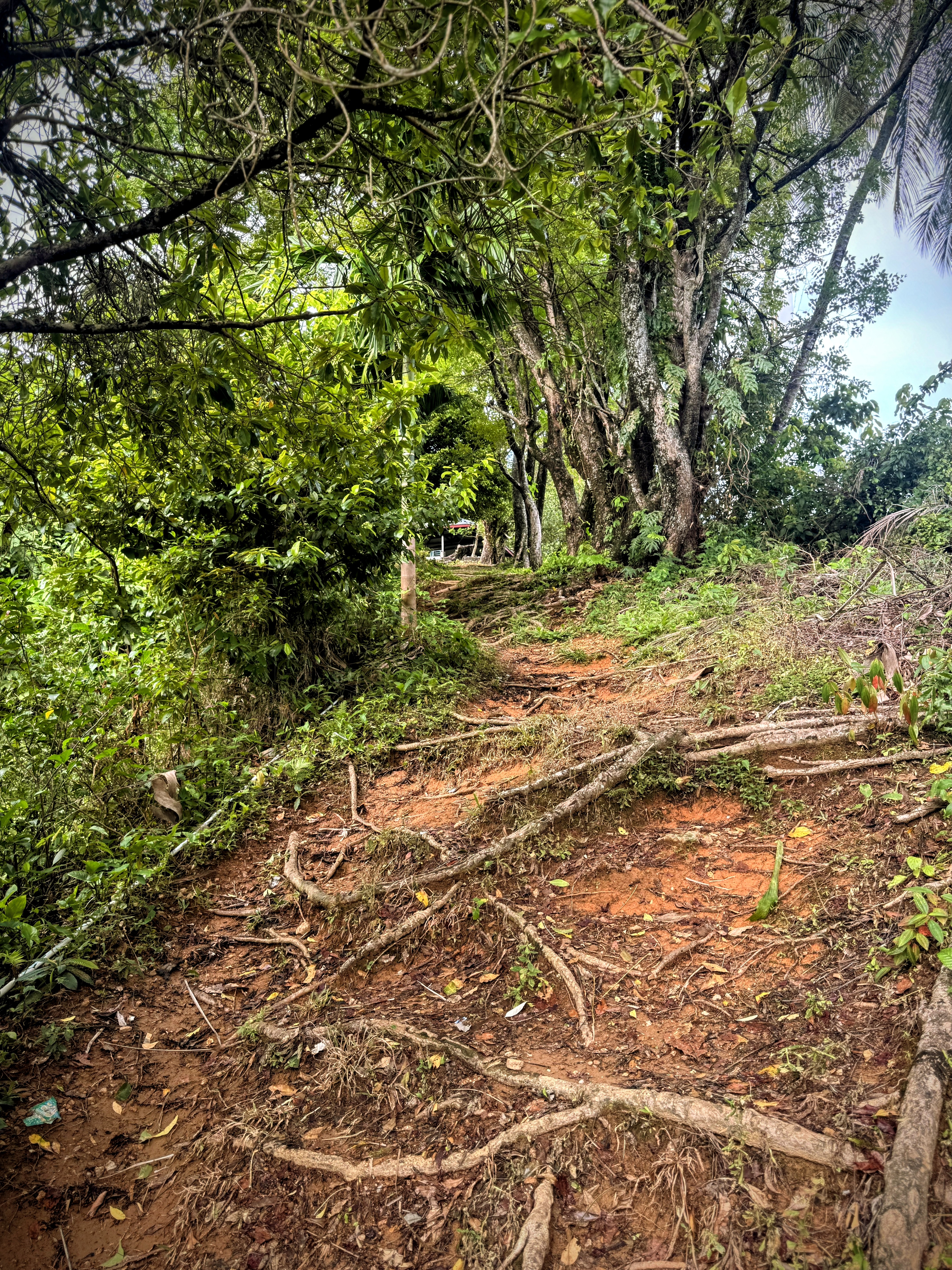 Jalur hiking di Gunung Padang