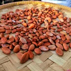 Biji kakao yang sedang dijemur