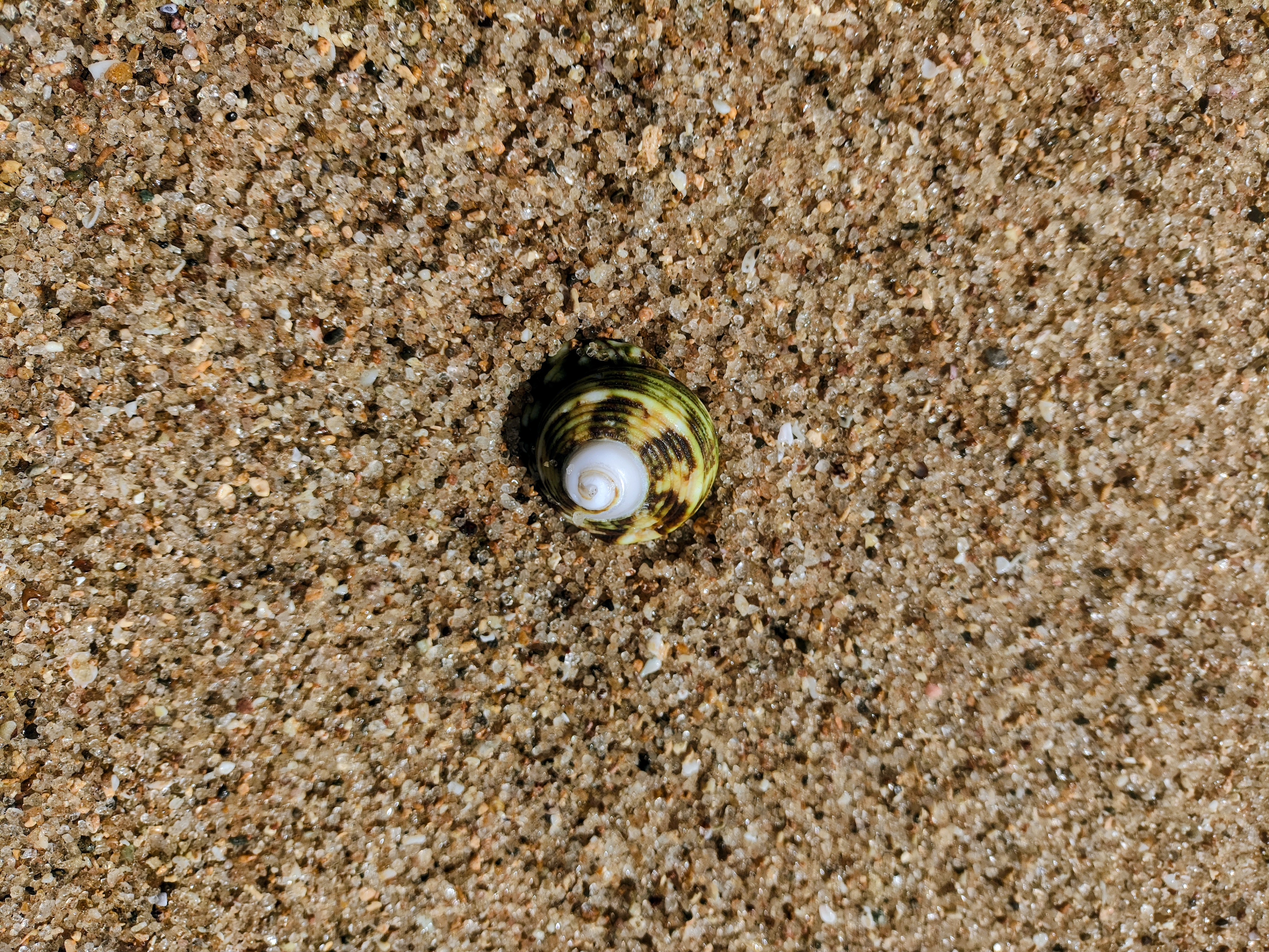 Kerang di pasir putih