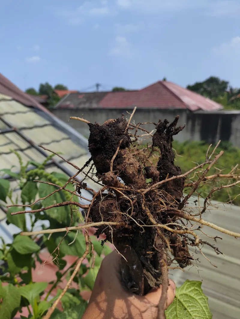 Proses panen Yakon
